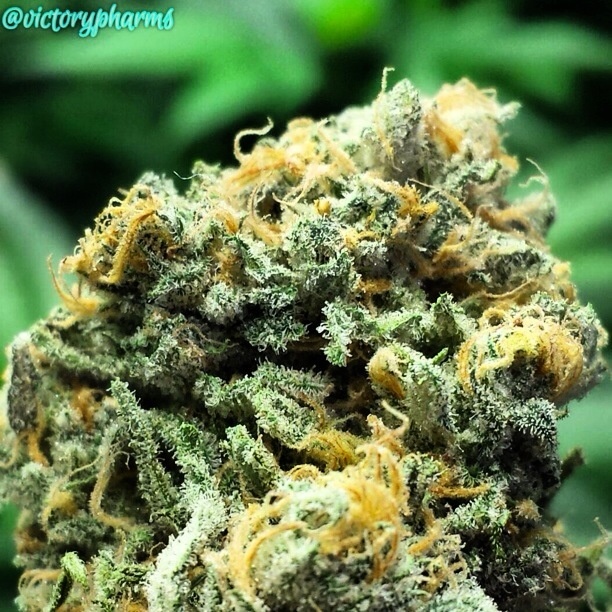 Blue Dream