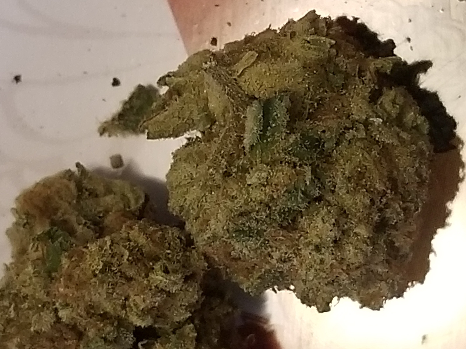 GMO Lemon Cherry Gelato