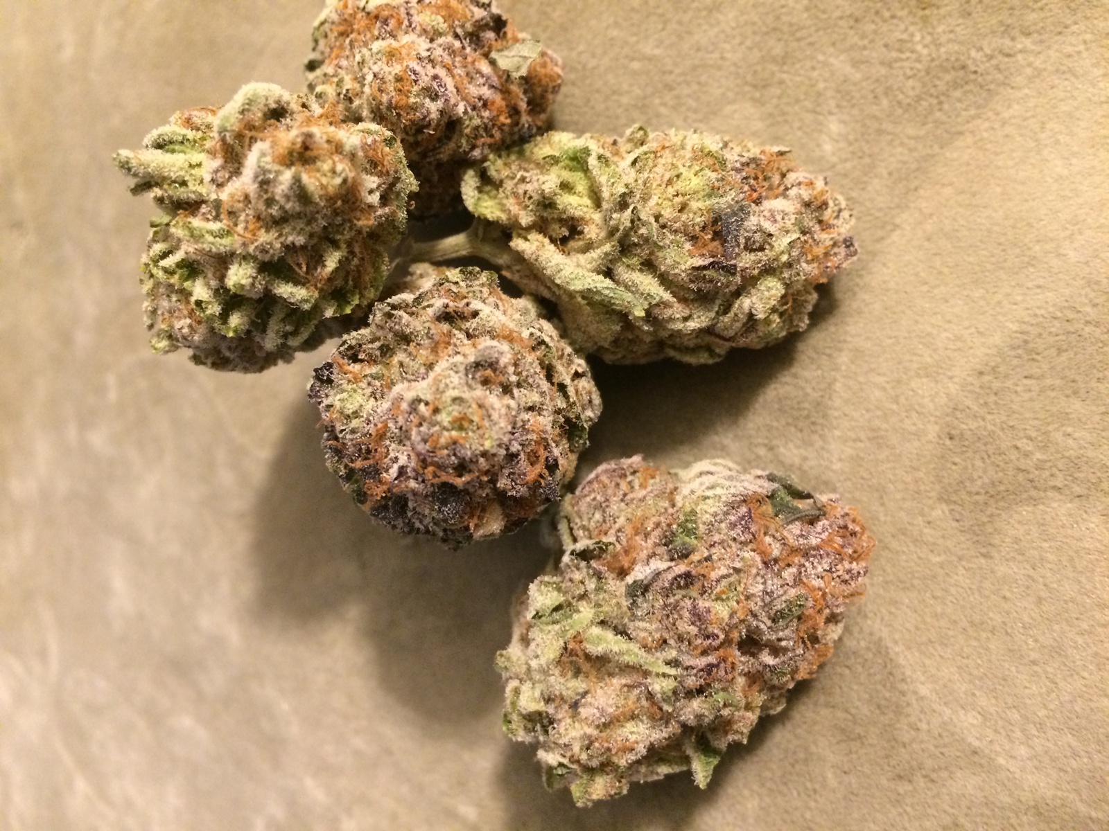 Mimosa